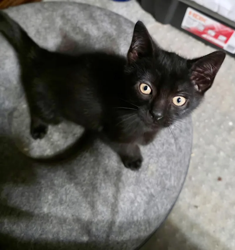 A baby medium-sized male Black Domestic Short Hair cat named Michael for adoption in East Amherst, NY