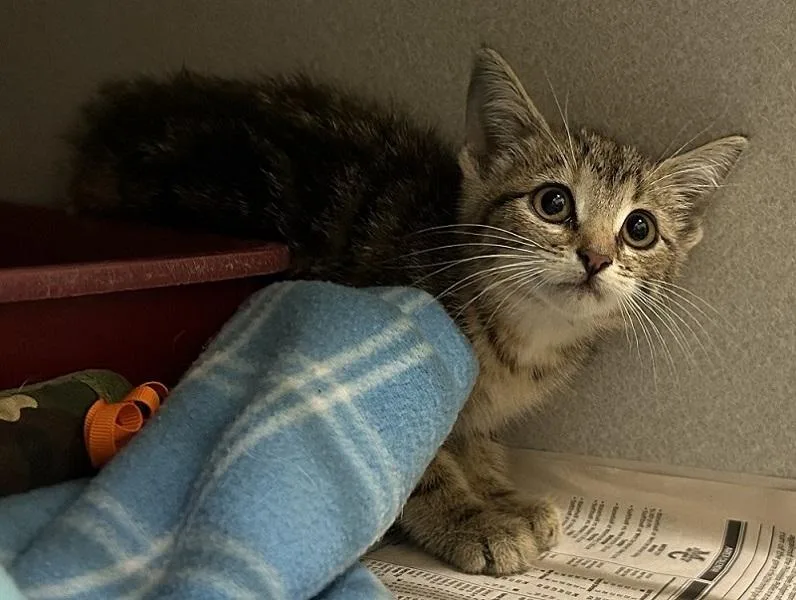 A baby small-sized female Tabby (Brown / Chocolate) Domestic Short Hair cat named Flutter for adoption in Mason City, IA