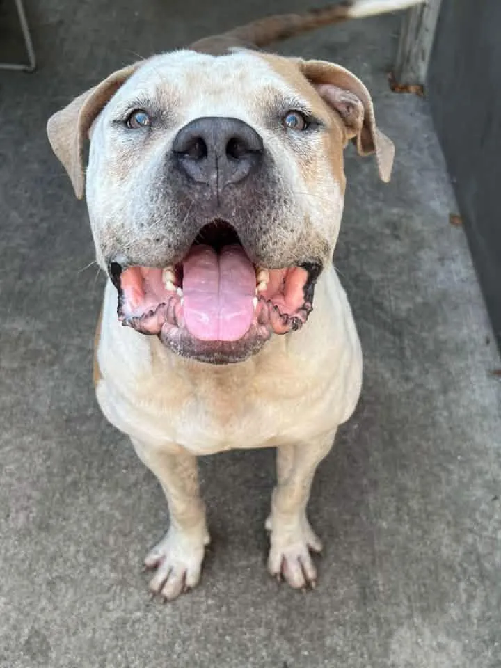 An adult large-sized male Brown / Chocolate Mastiff dog named Octavius for adoption in Chicago, IL