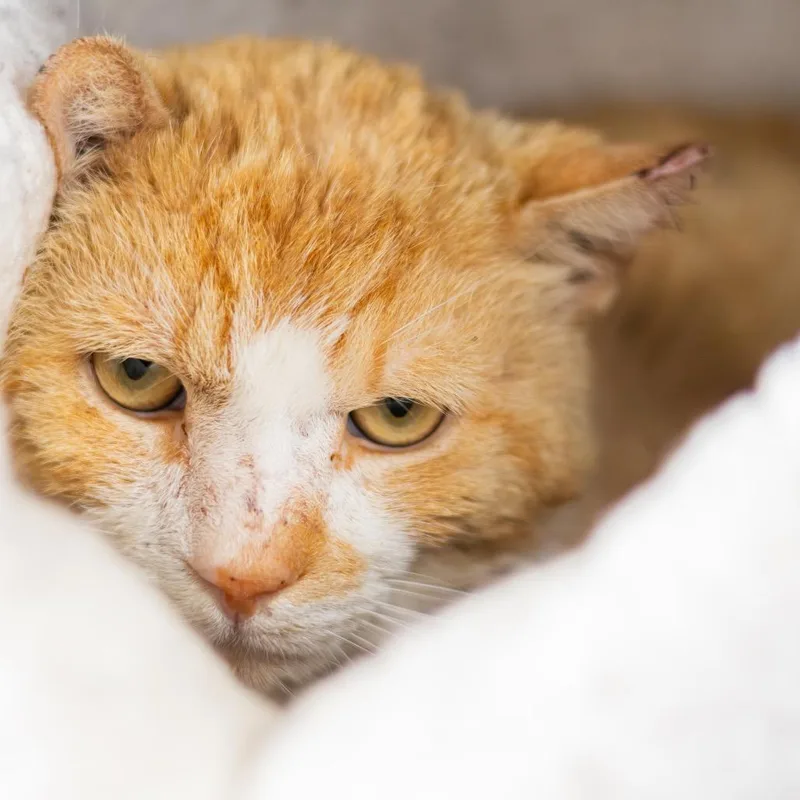 An adult large-sized male Orange / Red Domestic Short Hair cat named Frito for adoption in Wilmington, DE