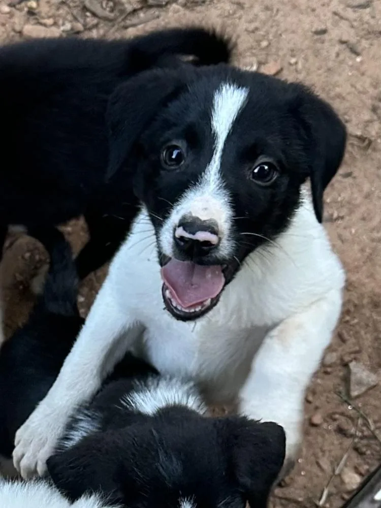 A baby medium-sized male Tricolor (Brown, Black, & White) Border Collie dog named Ranier for adoption in Milton, GA