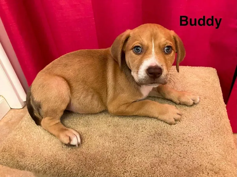 A baby small-sized male Mixed Breed dog named Blair pup for adoption in Muskegon, MI