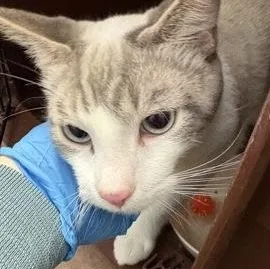 An adult small-sized male Gray & White Domestic Short Hair cat named Daykin for adoption in Rapid City, SD