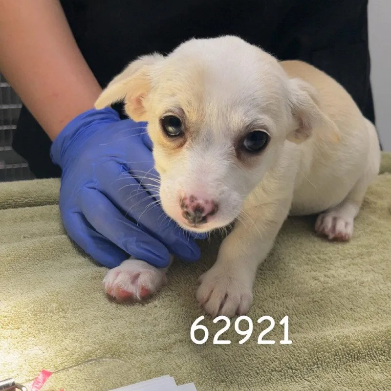 A baby small-sized female Dachshund dog named Tansy for adoption in Chico, CA