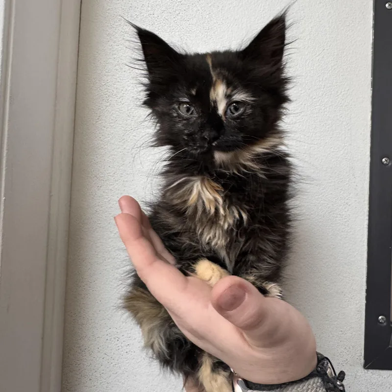 A baby medium-sized female Tortoiseshell cat named Tiffany for adoption in Henderson, NV