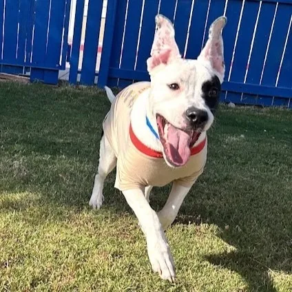 A young medium-sized male Pit Bull Terrier dog named Gator for adoption in El Paso, TX