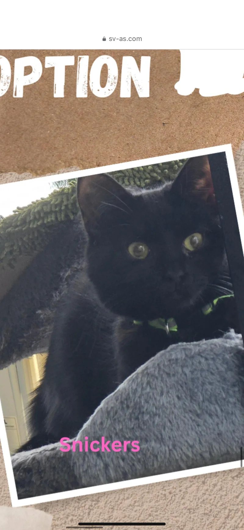 An adult large-sized female Domestic Short Hair cat named Snickers for adoption in Hermitage, PA