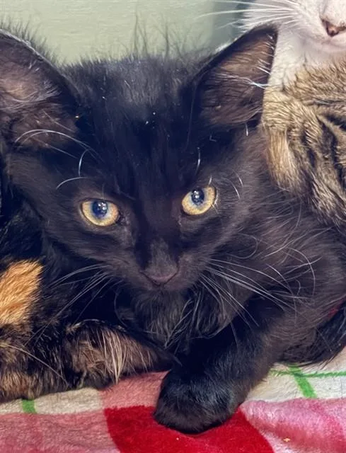 A baby small-sized male Domestic Short Hair cat named Starlight for adoption in Westminster, MD