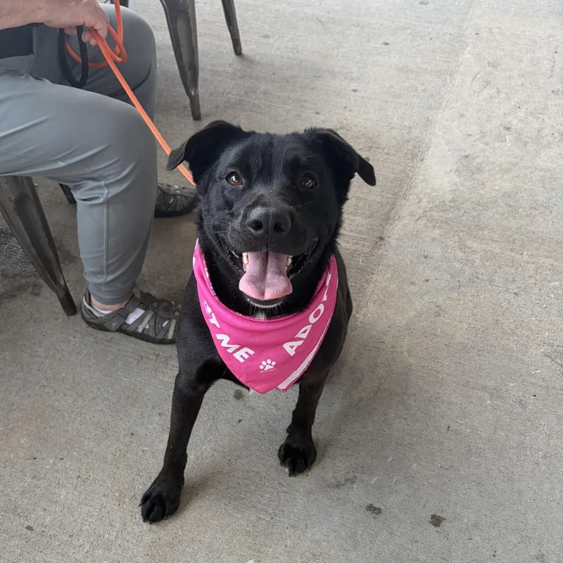 An adult medium-sized female Black Labrador Retriever dog named Sophie Ann for adoption in Andover, MA