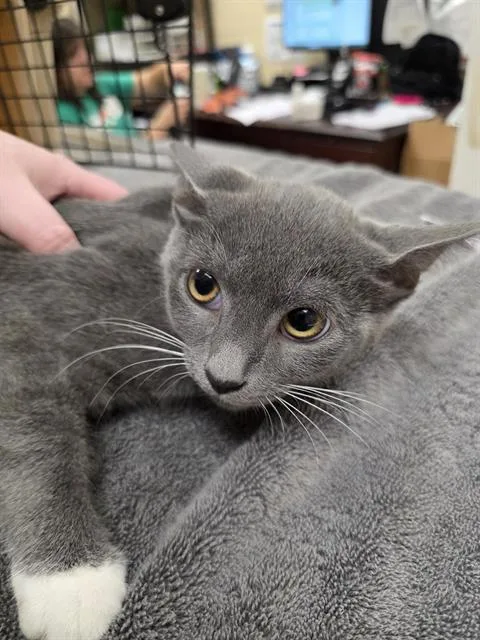 A baby small-sized male Domestic Short Hair cat named Waylon for adoption in Aliquippa, PA