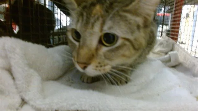 A young medium-sized female Domestic Short Hair cat named Ursa for adoption in Miami, FL