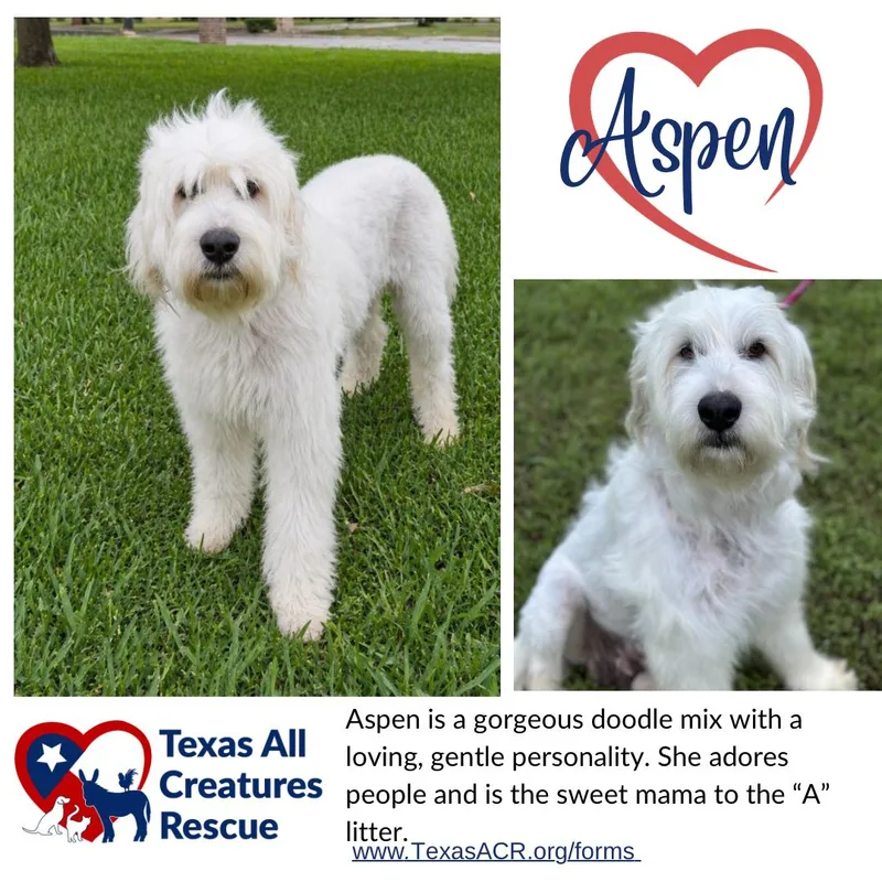 An adult medium-sized female Standard Poodle dog named Aspen for adoption in Alvarado, TX