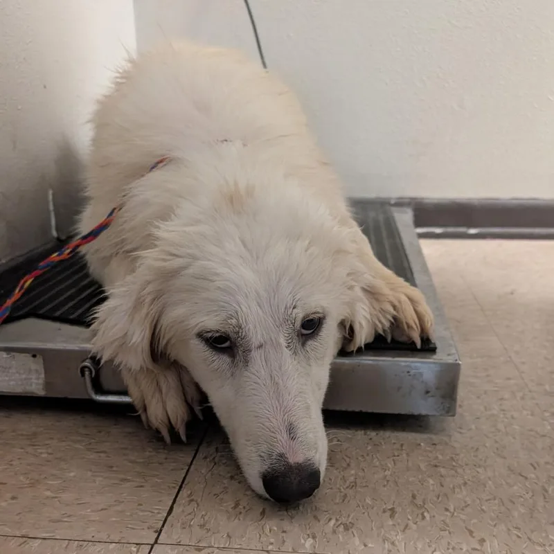 A young large-sized female Great Pyrenees dog named Stheno for adoption in Bryan, TX