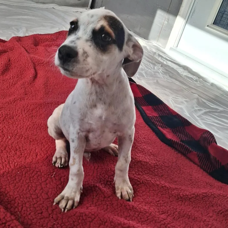 A baby medium-sized male Brown / Chocolate Cattle Dog dog named Gomez for adoption in Freeport, FL