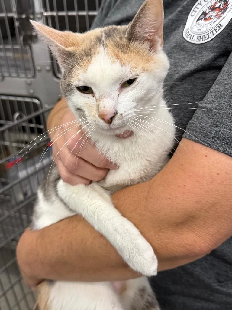 A young medium-sized female Domestic Short Hair cat named Noelle for adoption in Denham Springs, LA