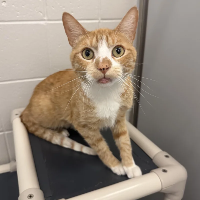 An adult medium-sized male Domestic Short Hair cat named Nettle for adoption in Kearney, NE