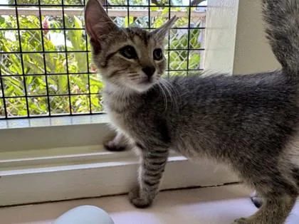 A baby small-sized male Domestic Short Hair cat named Jagger for adoption in Honolulu, HI