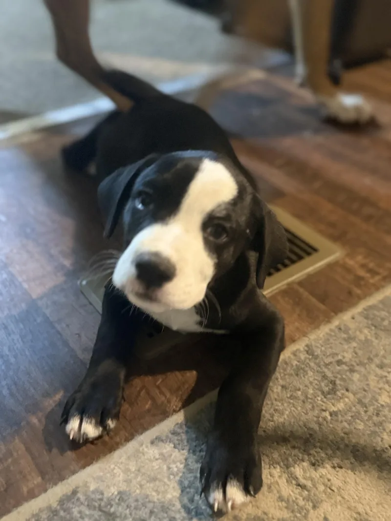 A baby medium-sized male Black Labrador Retriever dog named Petey for adoption in San Antonio, TX