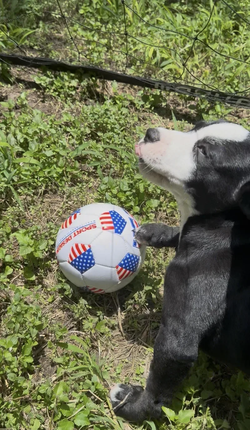 Petey thumbnail 5