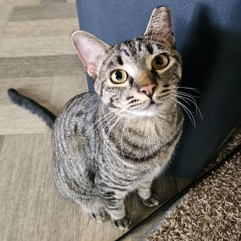 A young large-sized male Brown / Chocolate Domestic Short Hair cat named Beans for adoption in Woodinville, WA