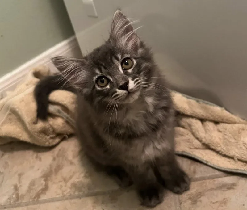 A baby small-sized female Domestic Long Hair cat named Fluffernutter for adoption in Magnolia, TX