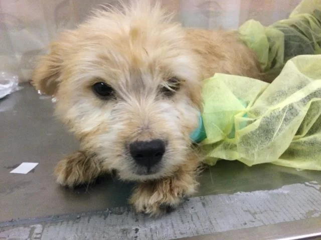 A baby medium-sized male Terrier dog named Johnny for adoption in Riverside, CA