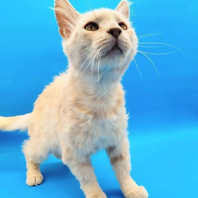 An adult medium-sized male Domestic Medium Hair cat named Saber for adoption in Springfield, MO