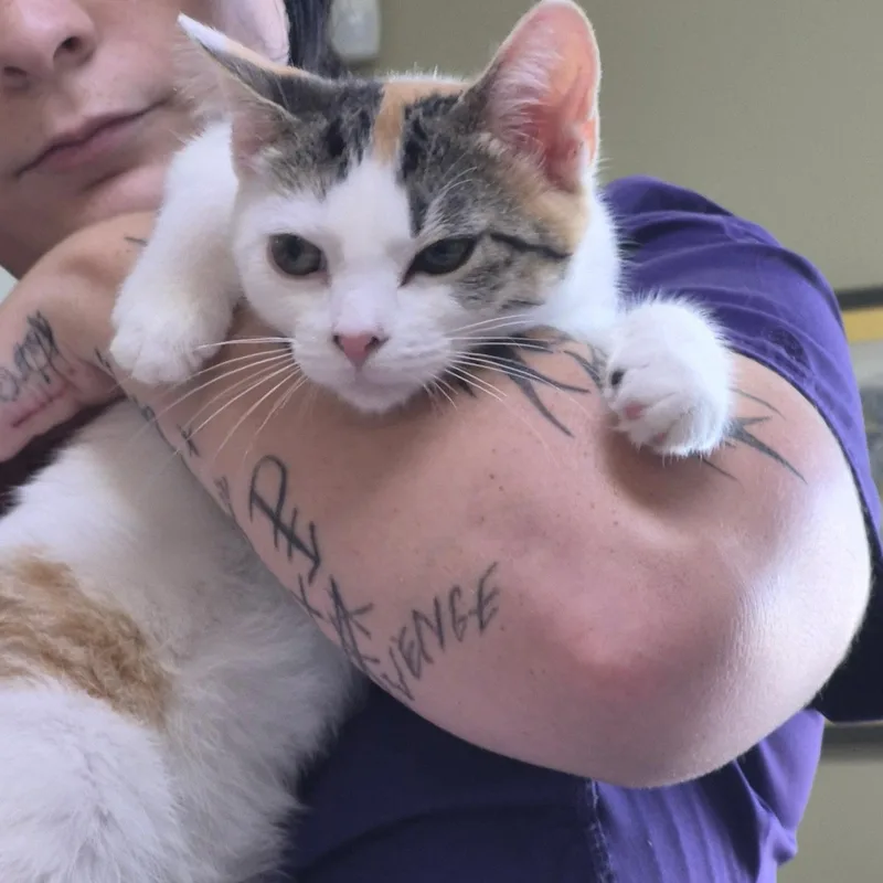 A baby medium-sized female Calico cat named Merina for adoption in Clarksville, VA