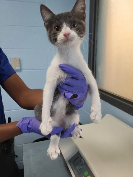 A baby small-sized male Domestic Short Hair cat named Pen  Merlin for adoption in Lawrenceville, GA
