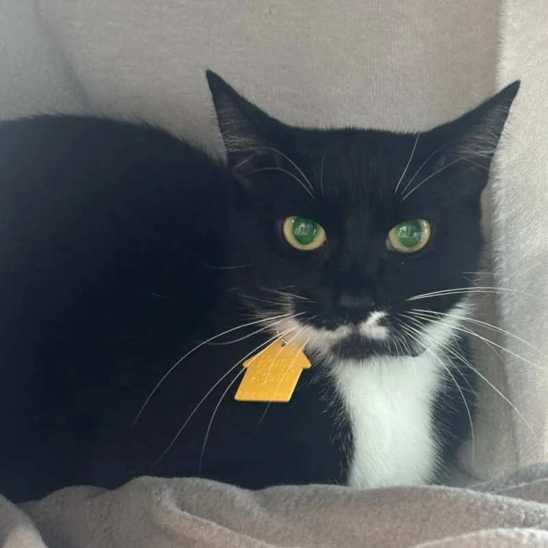A young medium-sized female Black Domestic Short Hair cat named Outer Banks for adoption in Springfield, MA