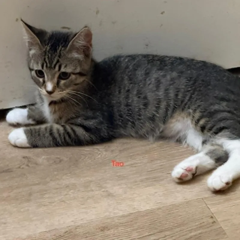 A baby small-sized male Tabby (Brown / Chocolate) Domestic Short Hair cat named Tao for adoption in Antioch, CA
