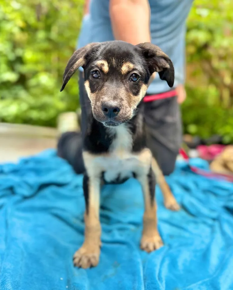 A baby small-sized female Mixed Breed dog named Kinley for adoption in Ellijay, GA