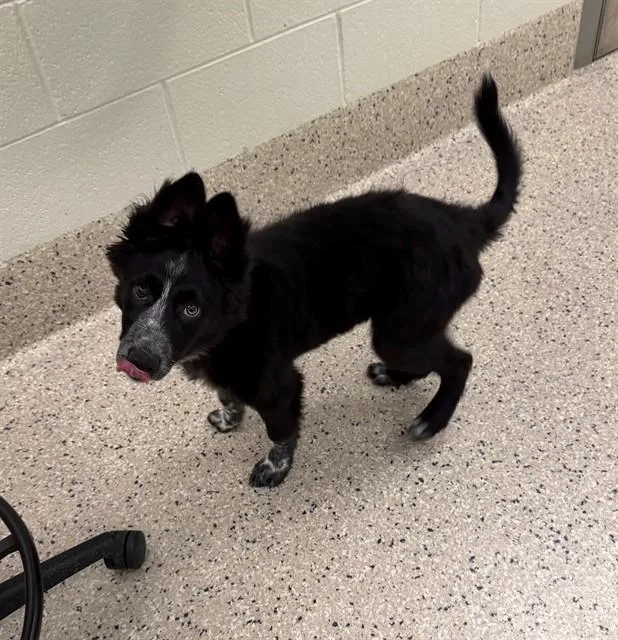 A young medium-sized female Black Border Collie dog named Peach for adoption in Buena Vista, CO