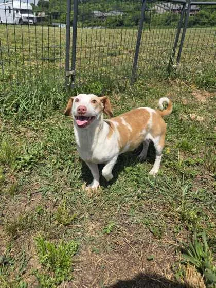 An adult small-sized male Mixed Breed dog named Bear for adoption in Sevierville, TN