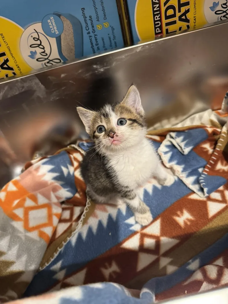 A baby small-sized male Domestic Short Hair cat named Butter for adoption in Springfield, MO
