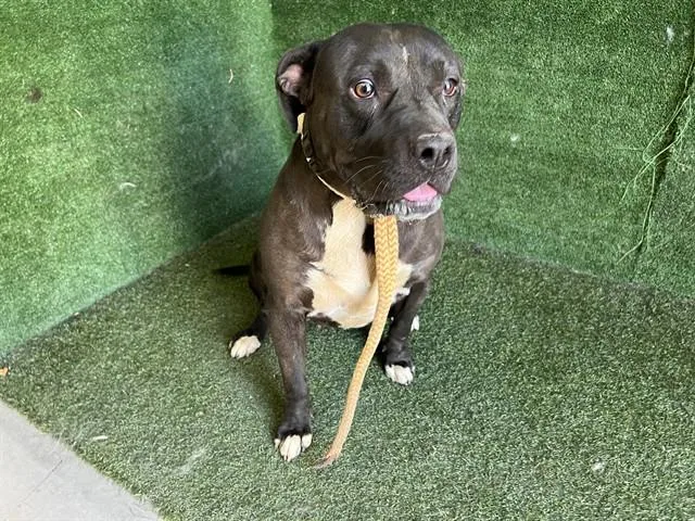 An adult medium-sized female Pit Bull Terrier dog named Cadie for adoption in Lancaster, CA