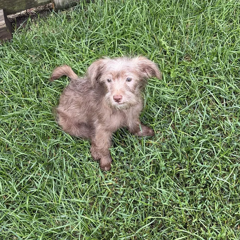 A baby small-sized male Chihuahua dog named BooBoo for adoption in Plainfield, IL