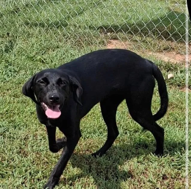 A young large-sized female Labrador Retriever dog named Tootsie for adoption in Blountville, TN