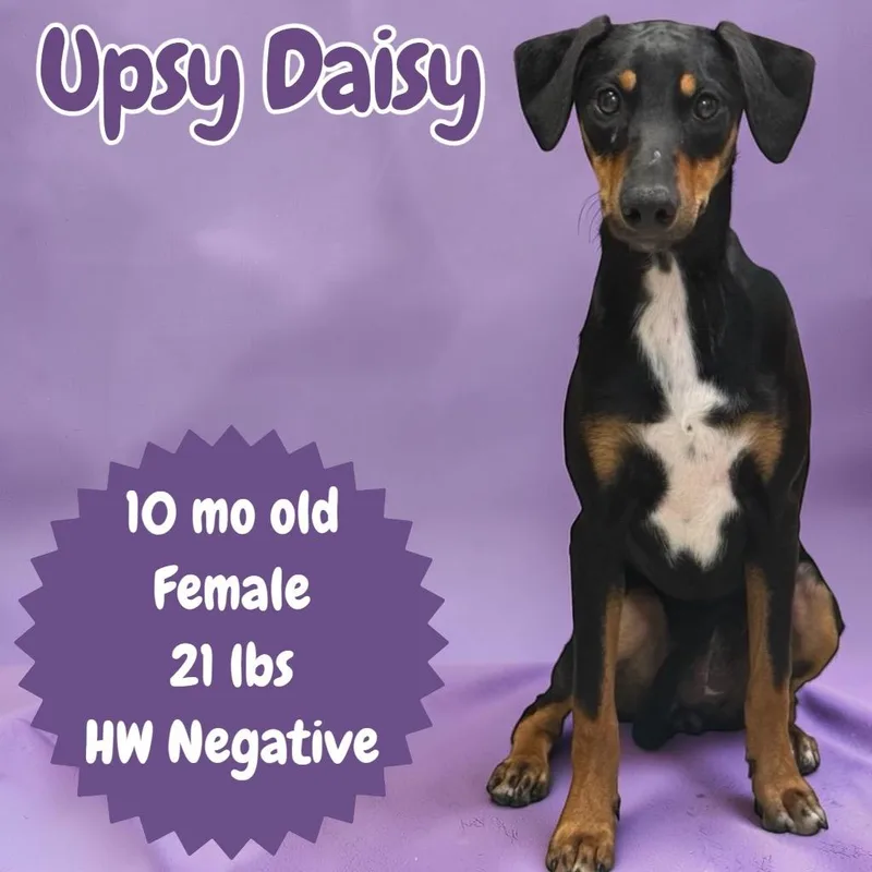 A baby medium-sized female Miniature Pinscher dog named Upsy Daisy for adoption in Sorrento, LA