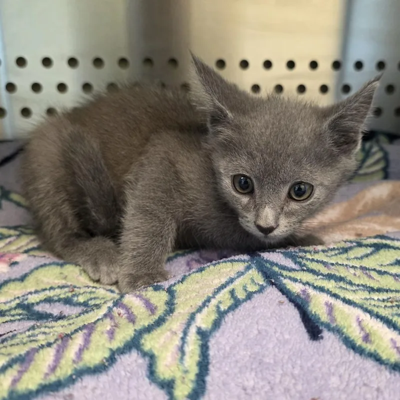 A baby small-sized male Gray / Blue / Silver Domestic Short Hair cat named Sparkler for adoption in Norman, OK