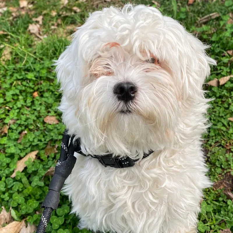 An adult small-sized male Maltese dog named Marshmallow for adoption in Rogersville, MO