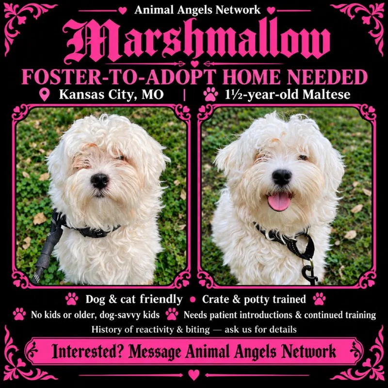 Marshmallow thumbnail 3