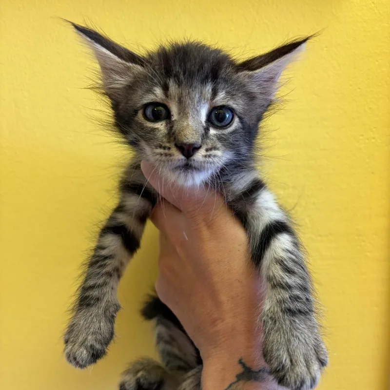 A baby small-sized female Gray / Blue / Silver Domestic Short Hair cat named Rizzo for adoption in Webster, TX