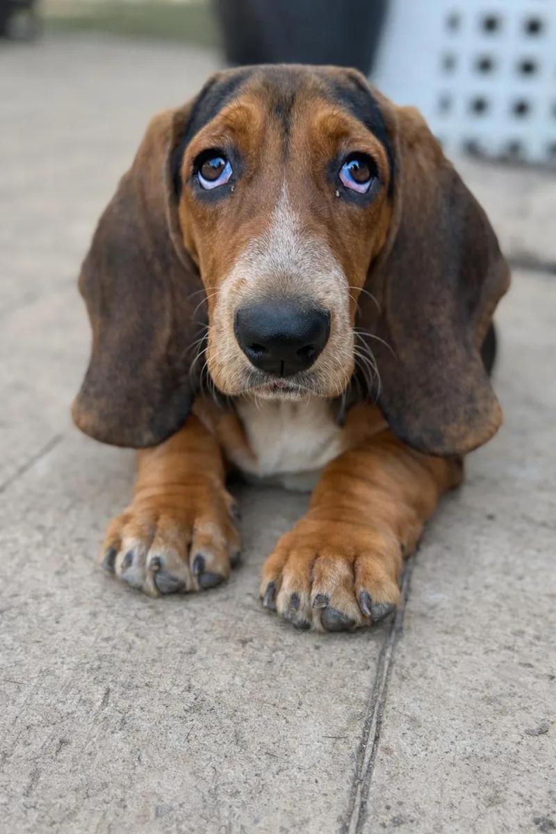 A baby medium-sized female Tricolor (Brown, Black, & White) Basset Hound dog named Clementine for adoption in Alexandria , VA