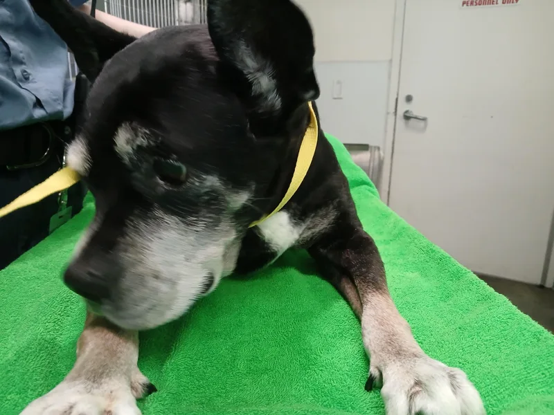A senior medium-sized female Pit Bull Terrier dog named Diamond for adoption in Los Angeles, CA