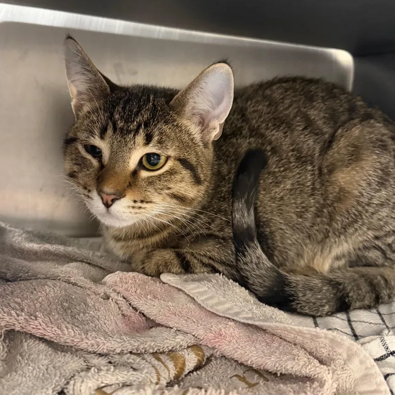 A baby medium-sized male Brown / Chocolate Domestic Short Hair cat named Spicy Taco for adoption in Chicago, IL