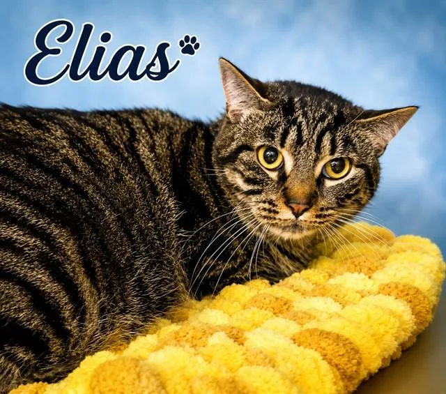 A young small-sized male Domestic Short Hair cat named Elias for adoption in Westminster, MD