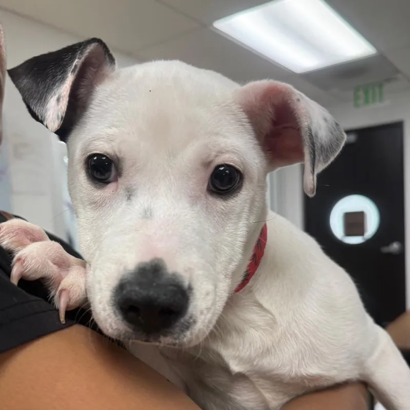 Cinnamon A thumbnail 2