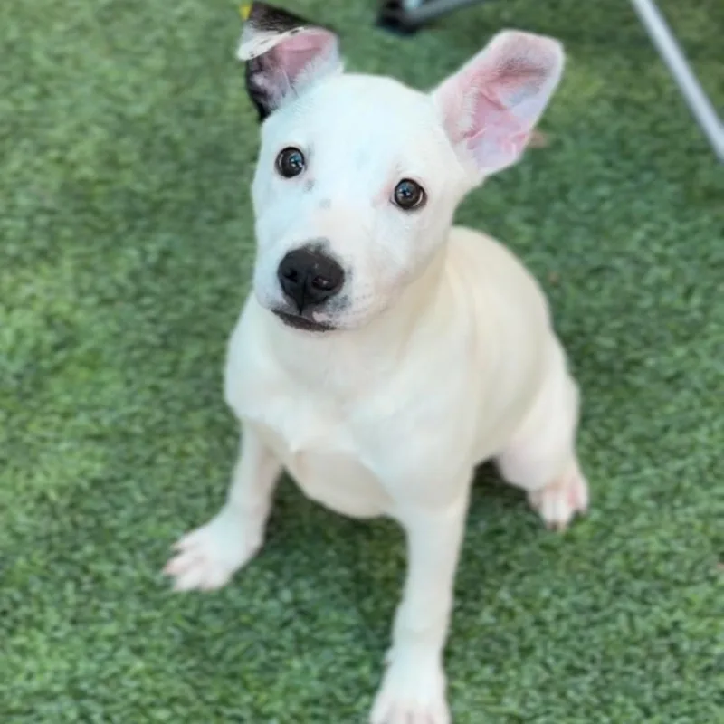 Cinnamon A thumbnail 3