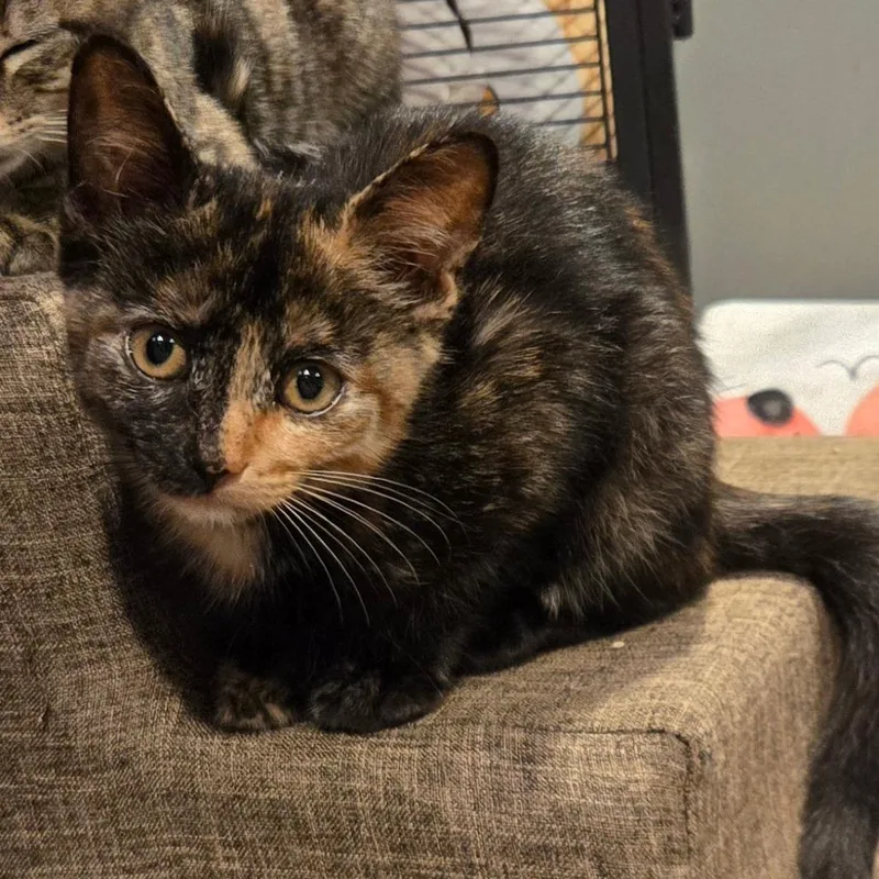 A baby small-sized female Tortoiseshell Domestic Short Hair cat named Kiwi for adoption in Waukesha, WI